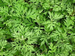 艾蒿是什么植物