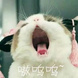 做我的猫完整歌词 做我的猫是什么意思