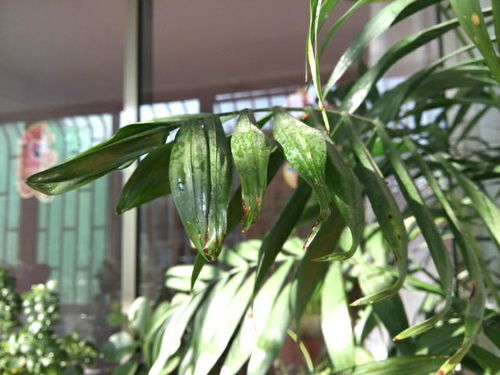 散尾葵的养殖方法
