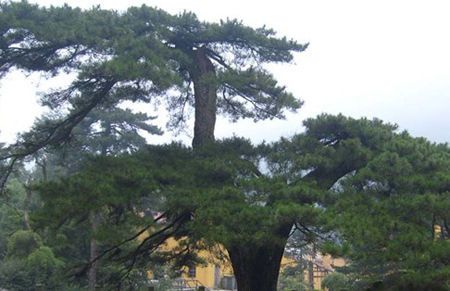 九华山凤凰松介绍