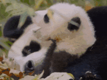 啾咪是什么意思