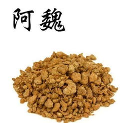 阿魏可以钓鱼吗,钓什么鱼最有效