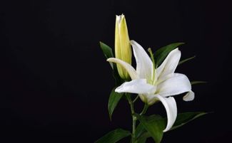 水养百合花的养法