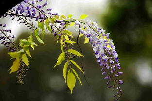 紫藤花花语 紫藤花代表什么意思
