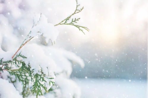 有关于雪字的诗句有哪些