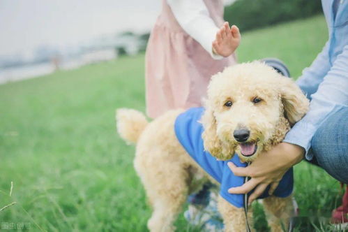 泰迪必须断尾吗?