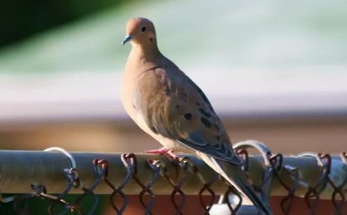 鸠怎么读音是什么
