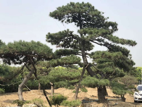 造型松的修剪及技术