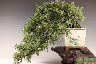 小石积盆景冬天落叶吗