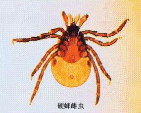 草爬子学名叫什么