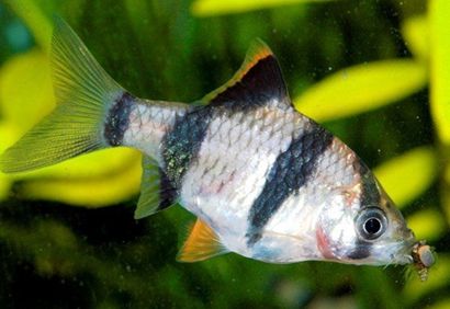 虎皮鱼怎么养虎皮鱼的饲养方法