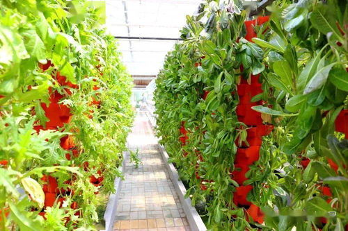 适合无土栽培的花卉有哪些