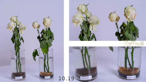 鲜花插在花泥里活得久还是水里