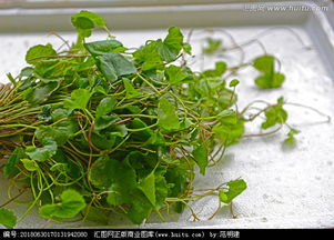 什么是雷公根?