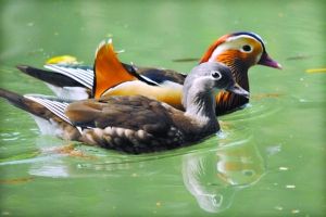 只羡鸳鸯不羡仙,上一句是什么?