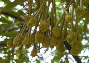 榴莲树长什么样?