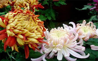 菊花的特点是什么?