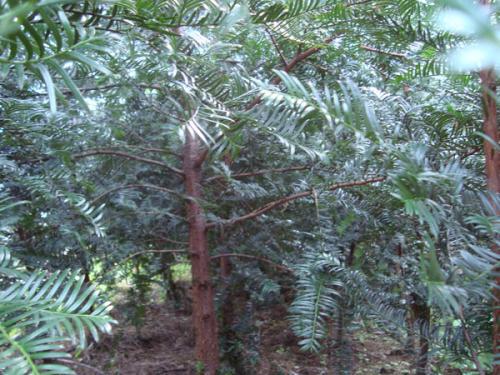 红豆杉树苗现在的价格大概是多少?