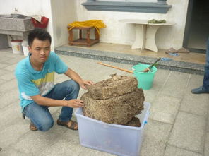 有效的白蚁药哪里有