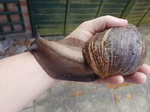 snails是什么意思?
