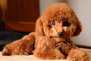 泰迪纯种狗多少钱一只?