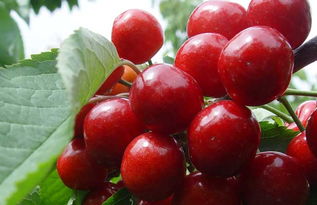 车厘子怎么种植