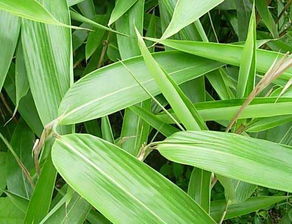 箬竹是什么植物?详细答案!谢谢!