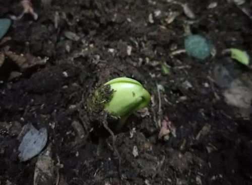 种子文件怎么打开