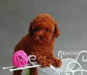 泰迪犬多少钱一只