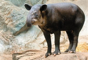 貘主要分为于美洲和亚洲 目前世界共有几种貘?