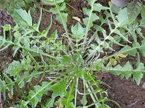 荠菜的外形特征是什么?