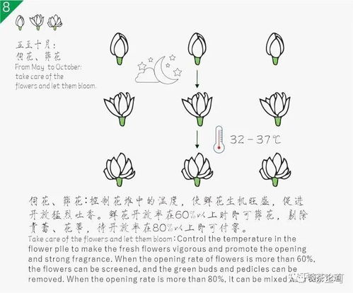 茉莉的拼音