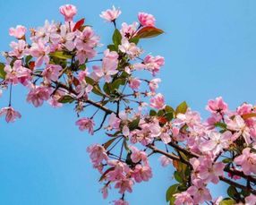 海棠花在什么时候开花