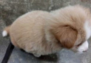 白尾巴的狗狗为什么不能养?