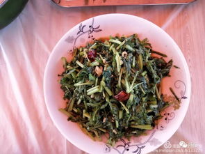 枸杞芽菜怎么做好吃,枸杞芽菜,雪芽菜的功效
