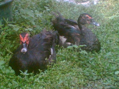 鸭子寿命最长是多少年,小鸭和小鹅如何区分