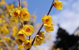 腊梅的养殖方法和注意事项