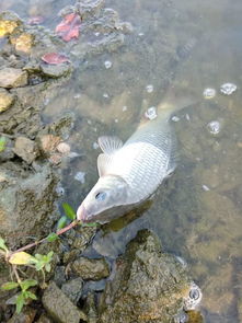 三个鱼念什么字?