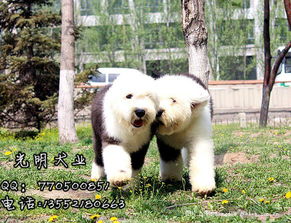 北京非重点区域可以养古牧吗?