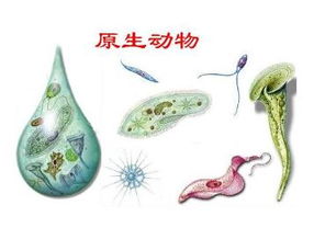 原生动物有哪些呢?