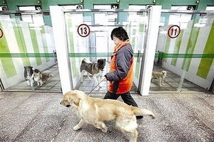 把狗狗放到宠物店寄养大概是多少钱一天?