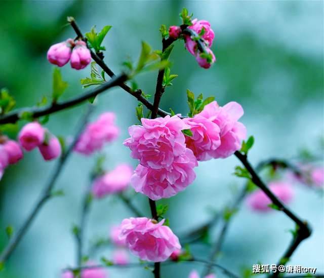 “桃花运”是如何而来的?你真的了解桃花运吗?