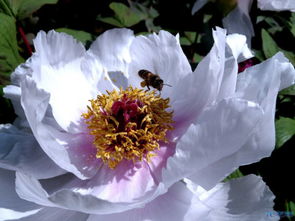 中国的国花是什么花