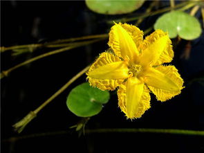 荇菜怎么读 荇菜是什么意思