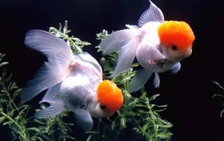 家养金鱼几天喂一次食