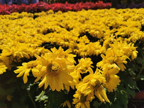 菊花代表什么象征意义