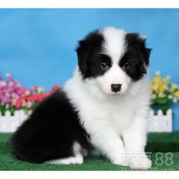 边牧宠物犬大约多少元一只?