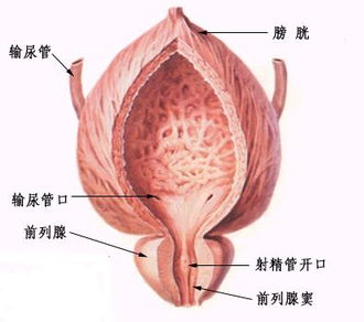 前列腺在哪个部位,什么是前列腺