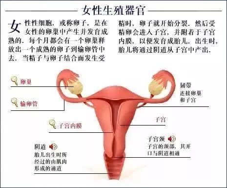 五脏六腑指的是哪些脏器?