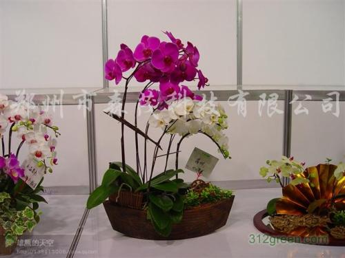 蝴蝶兰在什么时间开放